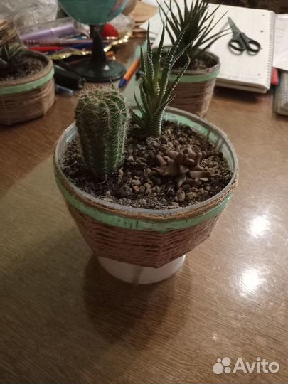 Мини-садик хавортия и кактус и суккулент эхеверия