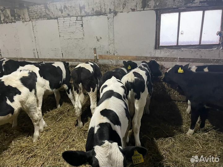 Телята доставка