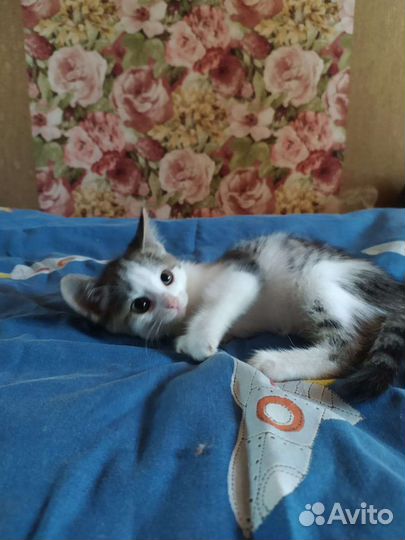 Кошка в дар бесплатно