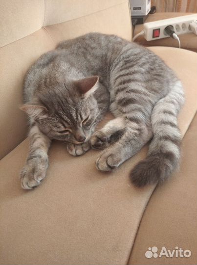 Котик серый в белую полоску