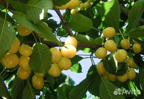 Саженцы плодовых деревьев и декоративных растений