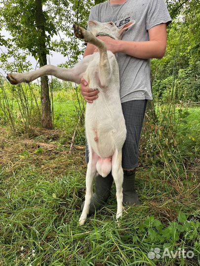 Козел и козлики