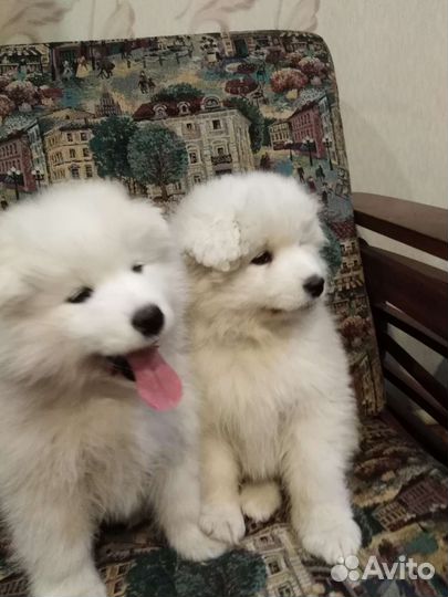 Самоедская лайка щенки