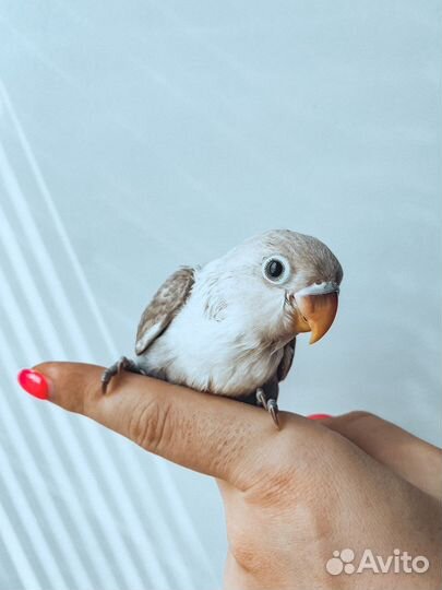 Поругай неразлучник ручной