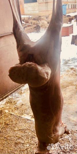 Мясо баранина