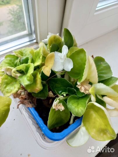 Фиалка в горшках (взрослое растение)