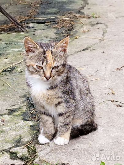 Котята в дар