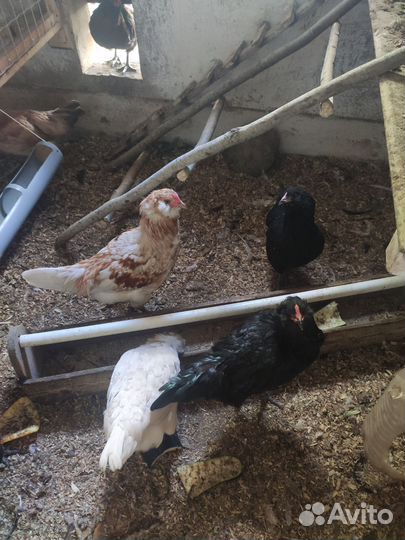 Куры молодки