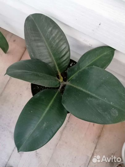 Фикус Рабуста