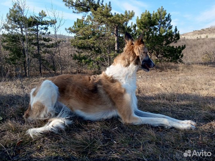 Русская псовая борзая