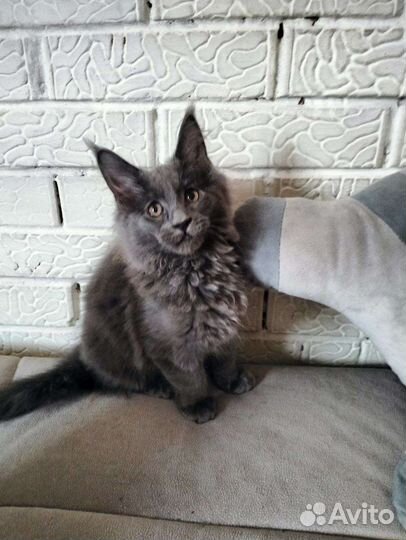 Симпатичные мейн-куны