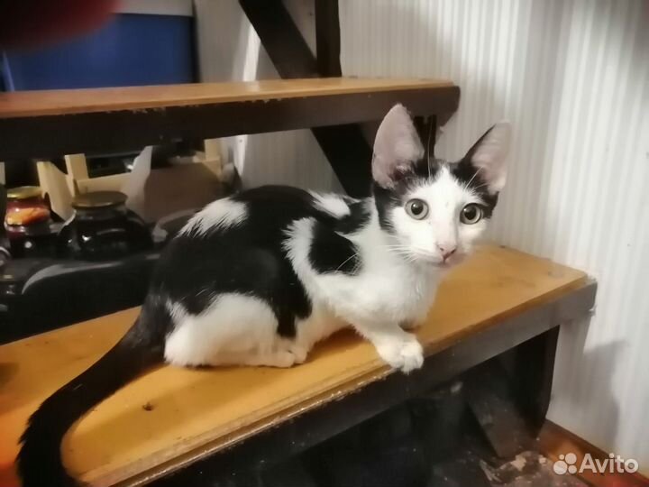 Котенок в добрые руки