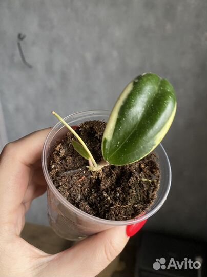 Хойя Кримсон Квин и паразитика альбомаргината