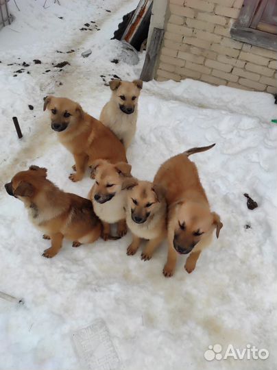 Собака немецкая овчарка
