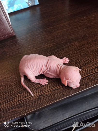 Донской сфинкс для вязки