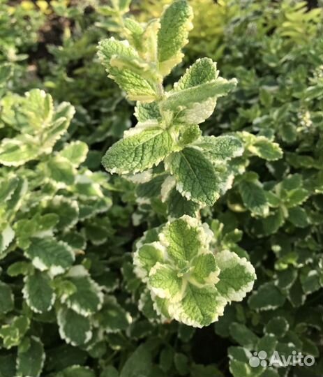 Саженцы сортовой мяты