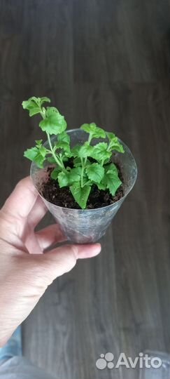 Бакопа рассада