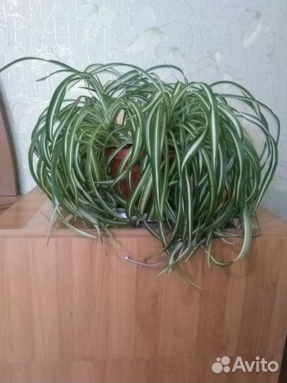 Комнатные цветы