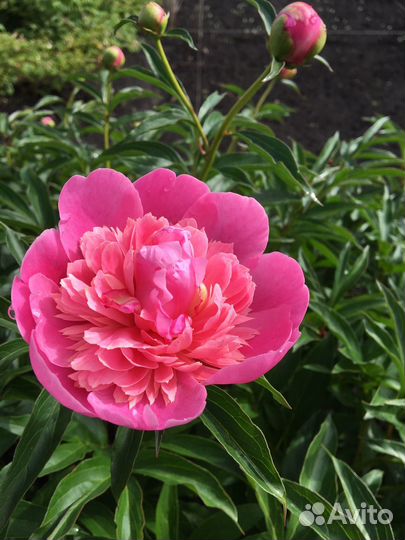 Саженцы пионов морозостойких