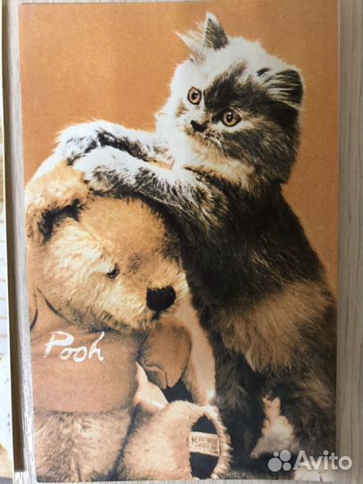 Открытки кошки