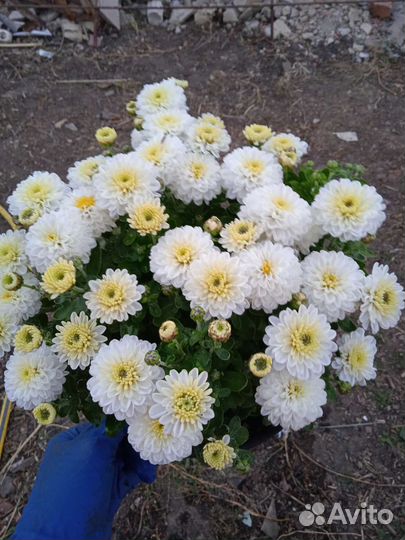 Хризантема Мультифлора