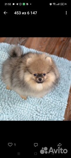 Отличный померанский комочек счастья