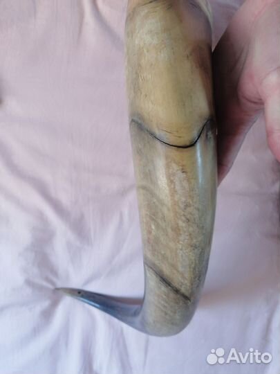 Рог быка большой 2 штуки