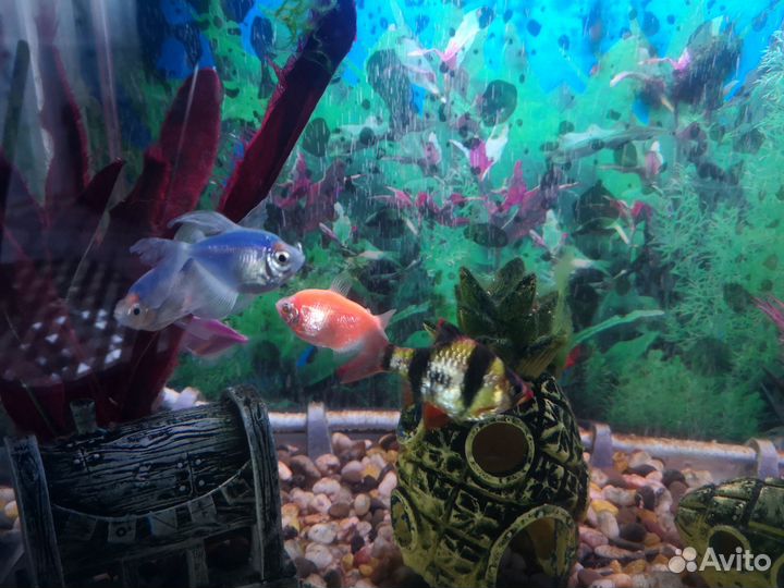 Аквариум с рыбками