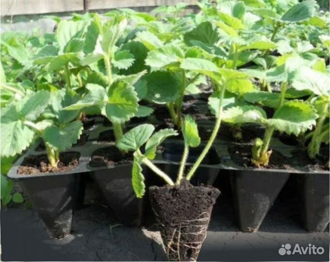 Клубника ремонтантная Мурано