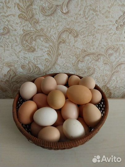 Домашние куриные яйца