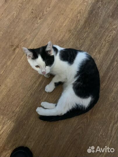 Котик в добрые руки