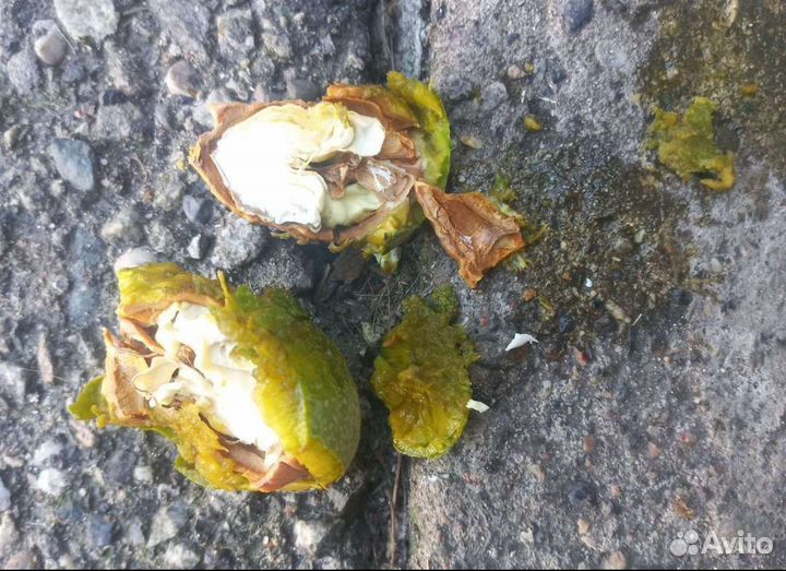 Орех грецкий