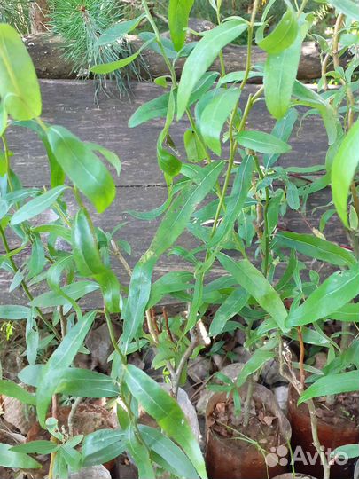 Ива извилистая Свердловская