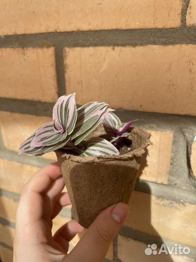 Традесканция пинк хилл