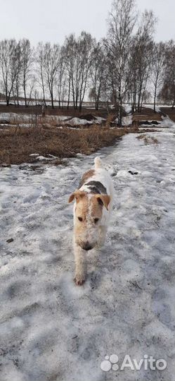 Вязка фокстерьер Ищем девочку, мальчик четыре года