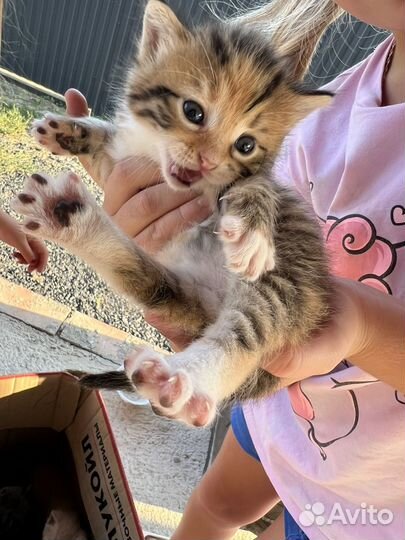 Котята в добрые руки