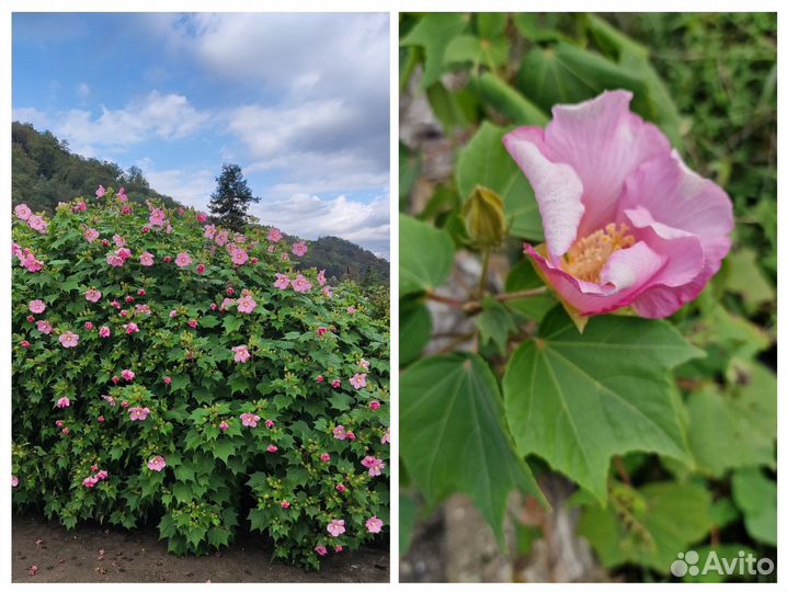 Гибискус изменчивый для улицы и дома