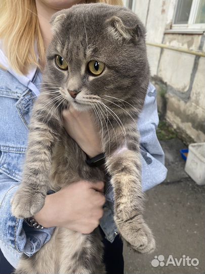 Шотландский вислоухий кот