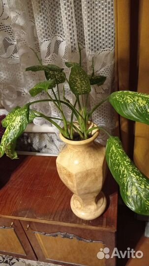 Замиокулькас