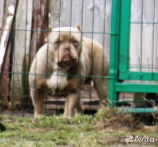 Сука Американского Булли