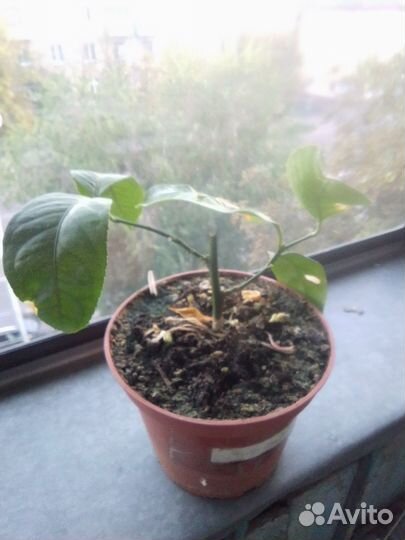 Лимон плодоносящий