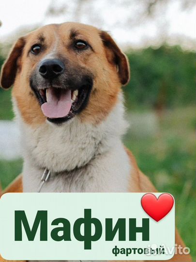 Молодой пёс Мафин в добрые руки