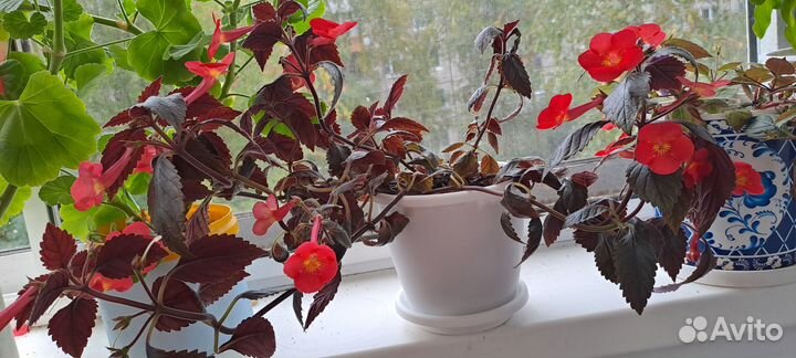 Комнатные растения цветы