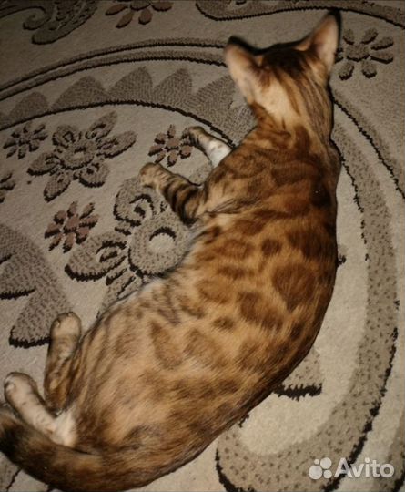 Бенгальская кошка на вязку