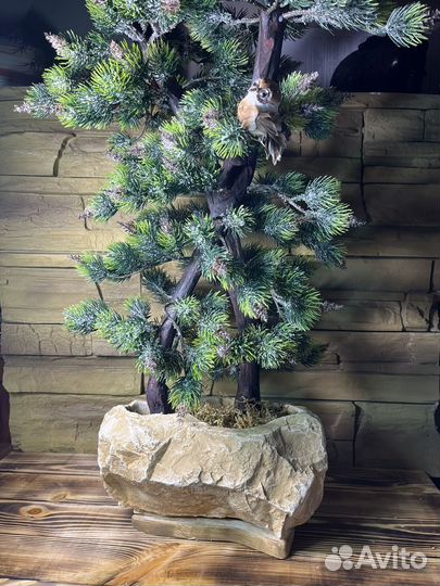 Дерево бонсай