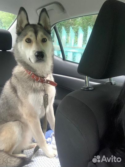 Сибирский хаски