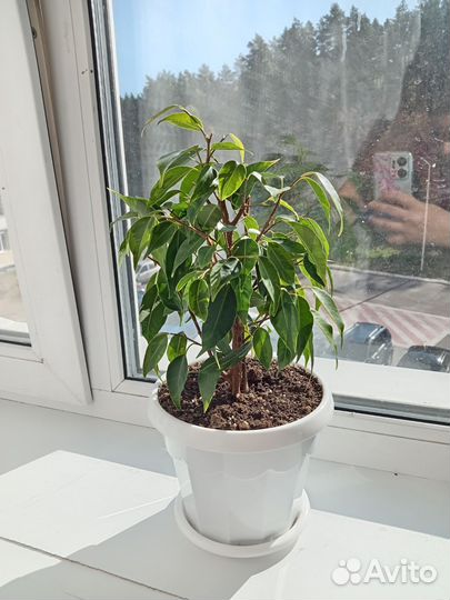 Продам комнатные растения