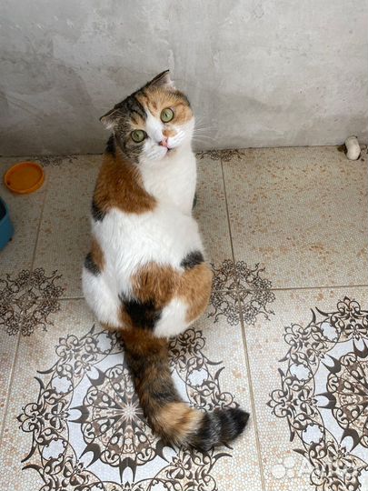 Кошка в дар бесплатно