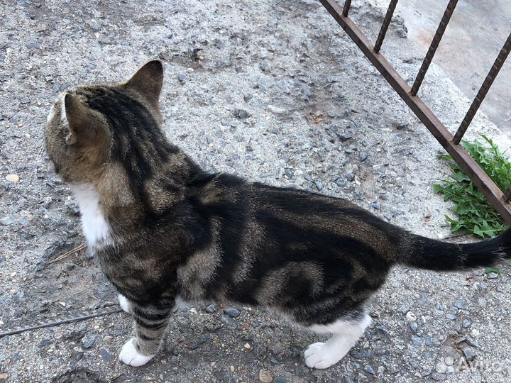 Отдам кота в добрые руки