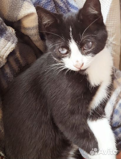 Котята в добрые руки бесплатно мальчик